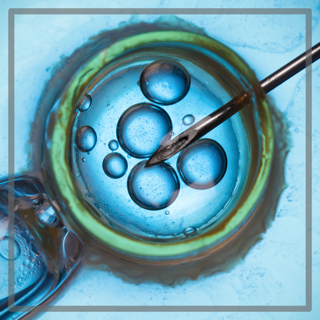Embriološki rječnik: Najvažniji pojmovi u procesu vantjelesne oplodnje (IVF)
